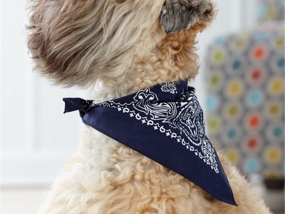 Pet Wear Thumbnail